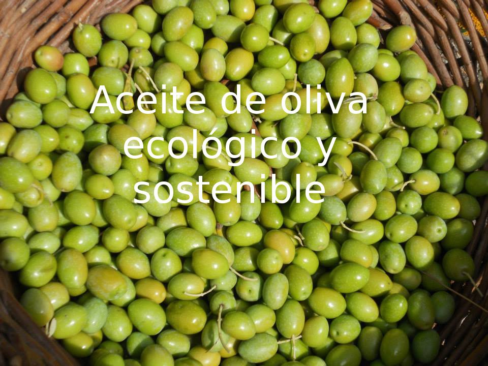 aceitunas de la variedad verdeja castellana de los olivares de la Sierra de Altomira