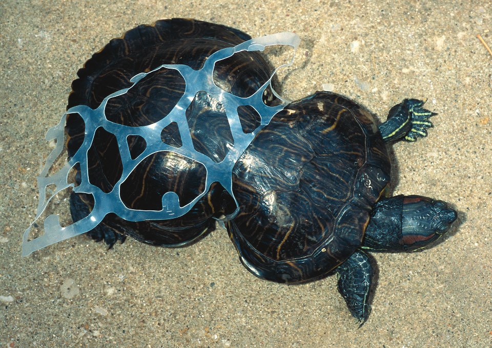 Peanut la tortuga deformada por anillas de plástico by Missouri Department of Conservation